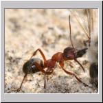 Andrena vaga -x- Waldameise 10.jpg